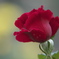薔薇　と