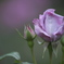 薔薇　に