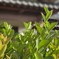 萌える季節