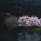 桜と枯れ木