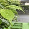 梅雨入り
