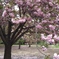 公園の八重桜 by 濱西慎一