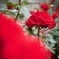 赤い薔薇