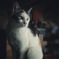 お猫さま