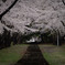 青森県桜林公園の桜