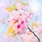 遅咲きの山桜