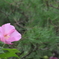 金沢・花