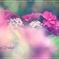 七色の花