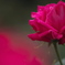 薔薇　A