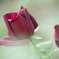 薔薇　D