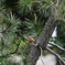 松の枝の上のカワセミ