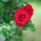 花菜ガーデンの薔薇