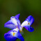 梅屋敷の菖蒲