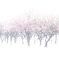 White＆Pink
