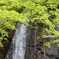 新緑の紅葉川③