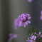 虫除け花