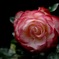 古都の春麗花…７