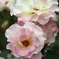 薔薇の雫1　