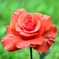 薔薇の雫2