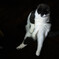 寝る猫