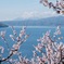 羊蹄山と梅の花