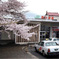南小樽駅の桜