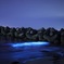 夜光虫