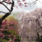 梅と桜