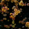 アンダー気味の薔薇