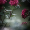 Rose in the rain Ⅱ