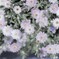 welcome flowers