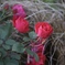 薔薇
