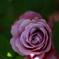 薔薇003＠海の中道海浜公園