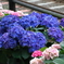 今朝の散歩から（線路脇の紫陽花）
