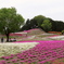 2017 群馬みさと芝桜公園 (4)