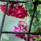 Rose in the rain Ⅴ