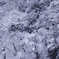 雪の華咲く
