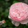 薔薇