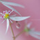 ユキノシタが咲きました♪。.:＊・゜