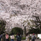 桜のトンネル