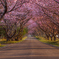 八重桜
