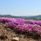 芝桜