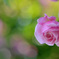 薔薇
