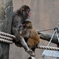 旭山動物園3
