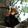 旭山動物園4