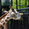 旭山動物園5