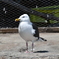 旭山動物園6