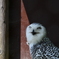 旭山動物園7