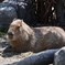 旭山動物園8