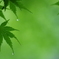 雨上がりのモミジ
